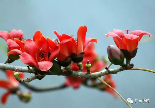 正值人間四月天，博皓2017年一季度會(huì)議拉開(kāi)了序幕